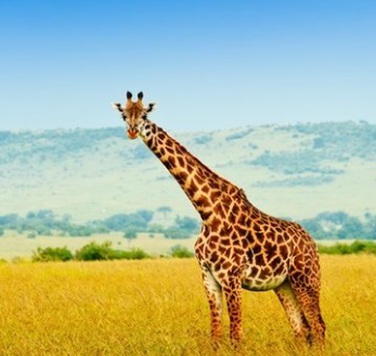 Foto - En ilginç 25 bilgi! Kafaları kopsa bile birkaç hafta yaşarlar