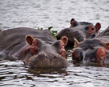 Foto - En ilginç 25 bilgi! Kafaları kopsa bile birkaç hafta yaşarlar