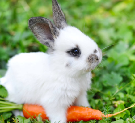 Foto - En ilginç 25 bilgi! Kafaları kopsa bile birkaç hafta yaşarlar