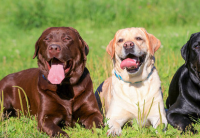 Foto - En ilginç 25 bilgi! Kafaları kopsa bile birkaç hafta yaşarlar