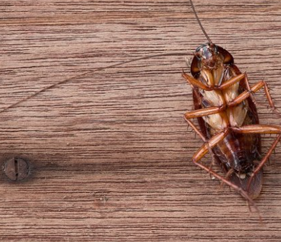 En ilginç 25 bilgi! Kafaları kopsa bile birkaç hafta yaşarlar