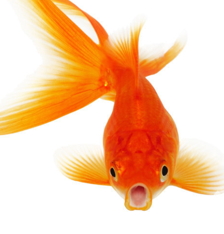 Foto - En ilginç 25 bilgi! Kafaları kopsa bile birkaç hafta yaşarlar