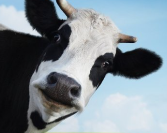 Foto - En ilginç 25 bilgi! Kafaları kopsa bile birkaç hafta yaşarlar