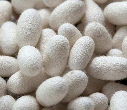 Foto - En ilginç 25 bilgi! Kafaları kopsa bile birkaç hafta yaşarlar