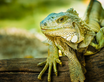 Foto - En ilginç 25 bilgi! Kafaları kopsa bile birkaç hafta yaşarlar