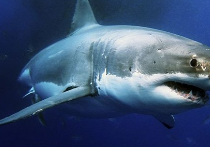 Foto - En ilginç 25 bilgi! Kafaları kopsa bile birkaç hafta yaşarlar