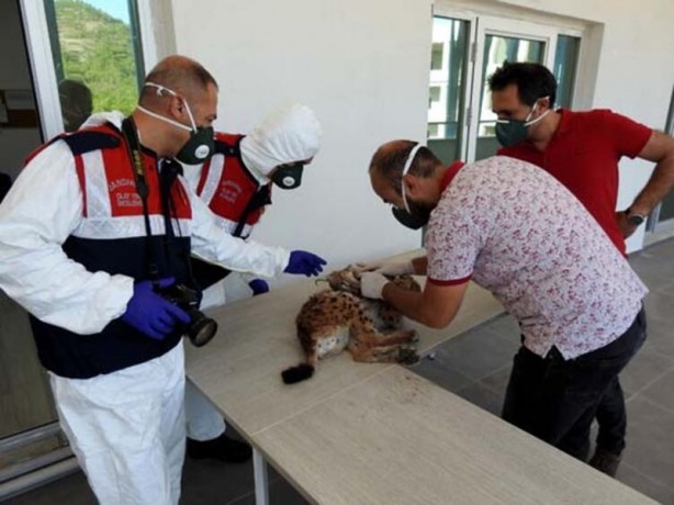 Foto - "En istemediği şey bir insanla karşı karşıya gelmekti"