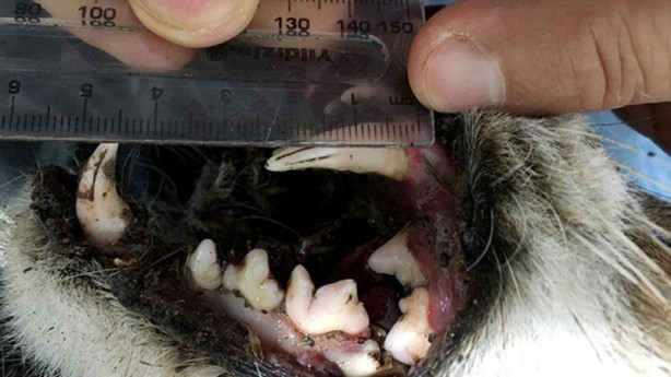 "En istemediği şey bir insanla karşı karşıya gelmekti"