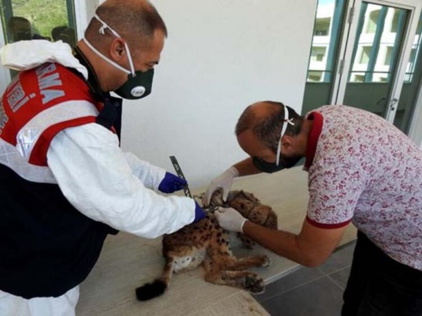 Foto - "En istemediği şey bir insanla karşı karşıya gelmekti"