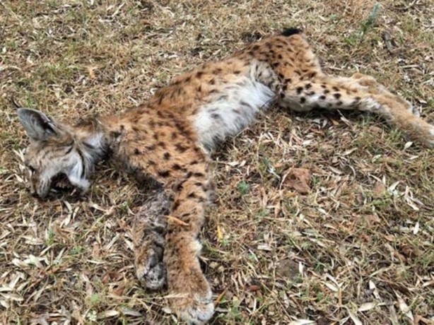 Foto - "En istemediği şey bir insanla karşı karşıya gelmekti"