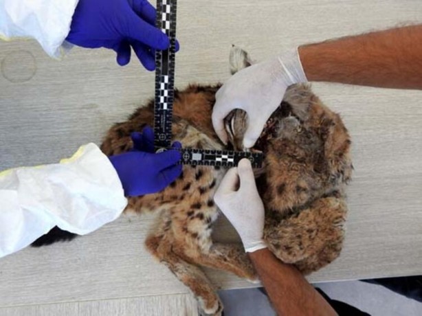 Foto - "En istemediği şey bir insanla karşı karşıya gelmekti"