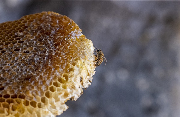 Foto - En leziz bal için zorlu tırmanış! Sarp kayalıklarda ölüm kalım mesaisi