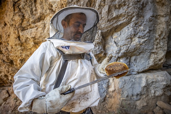 Foto - En leziz bal için zorlu tırmanış! Sarp kayalıklarda ölüm kalım mesaisi