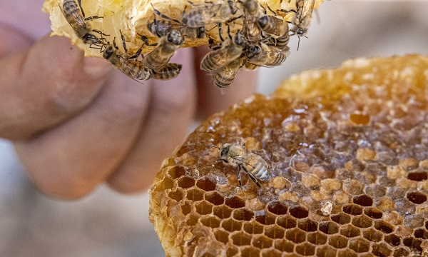 Foto - En leziz bal için zorlu tırmanış! Sarp kayalıklarda ölüm kalım mesaisi