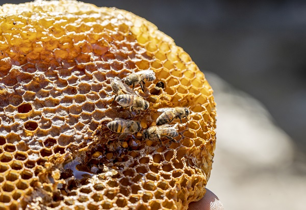 Foto - En leziz bal için zorlu tırmanış! Sarp kayalıklarda ölüm kalım mesaisi