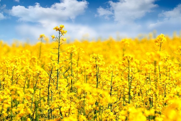 Foto - En saçma 16 fobi