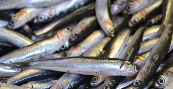 Foto - En sağlıklı ekmek belli oldu! Tam buğday, çavdar, kepek…