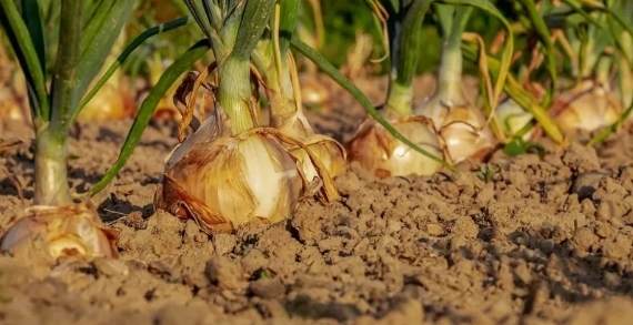 Foto - En sağlıklı ekmek belli oldu! Tam buğday, çavdar, kepek…