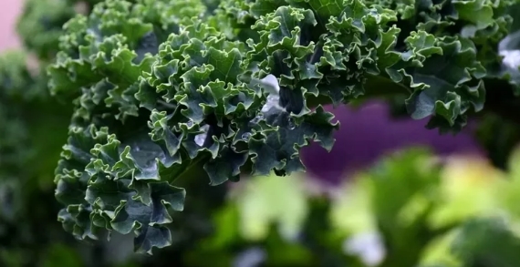 Foto - En sağlıklı ekmek belli oldu! Tam buğday, çavdar, kepek…