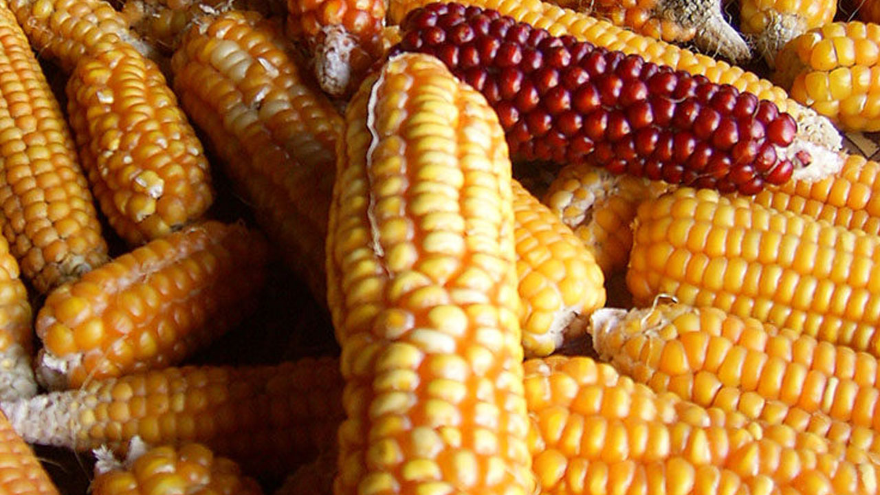 Foto - En sağlıklı tahıl seçildi