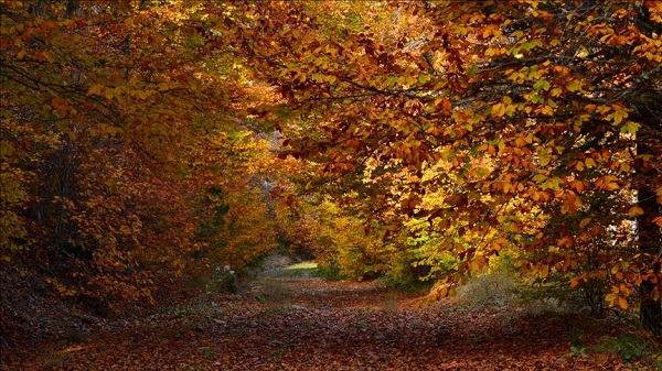 Foto - En sevdiğiniz mevsim kişiliğinizi ortaya koyuyor! Siz en çok hangi mevsimi seviyorsunuz?