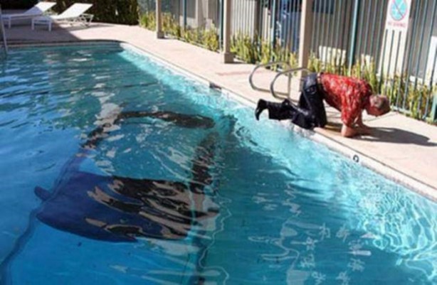 Foto - En sıra dışı trafik kazaları