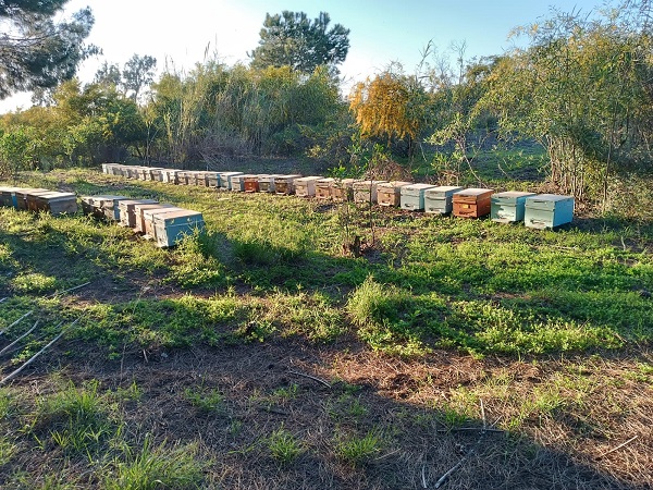 Foto - En tatlı hasat! Dört dağın zirvesinden toplanıyor