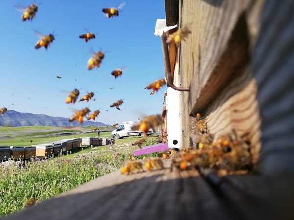 Foto - En tatlı hasat! Dört dağın zirvesinden toplanıyor