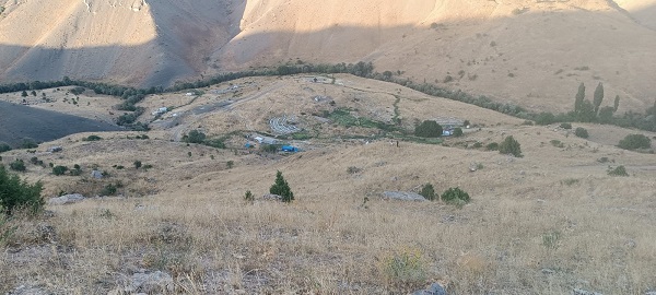 Foto - En tatlı hasat! Dört dağın zirvesinden toplanıyor