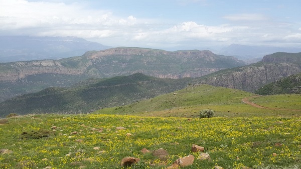 En tatlı hasat! Dört dağın zirvesinden toplanıyor