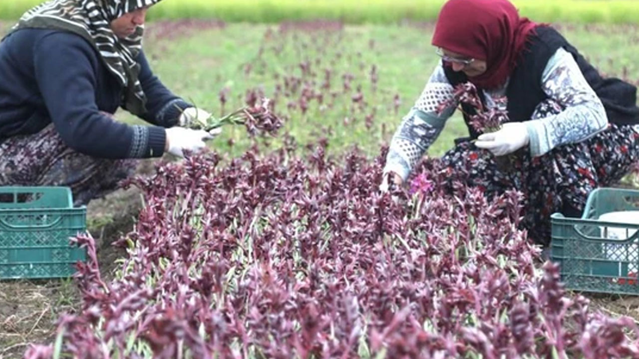 Foto - Ufak bir hata hasada zarar veriyor! İzinle yetiştiriliyor, "sarı altın" olarak biliniyor! 