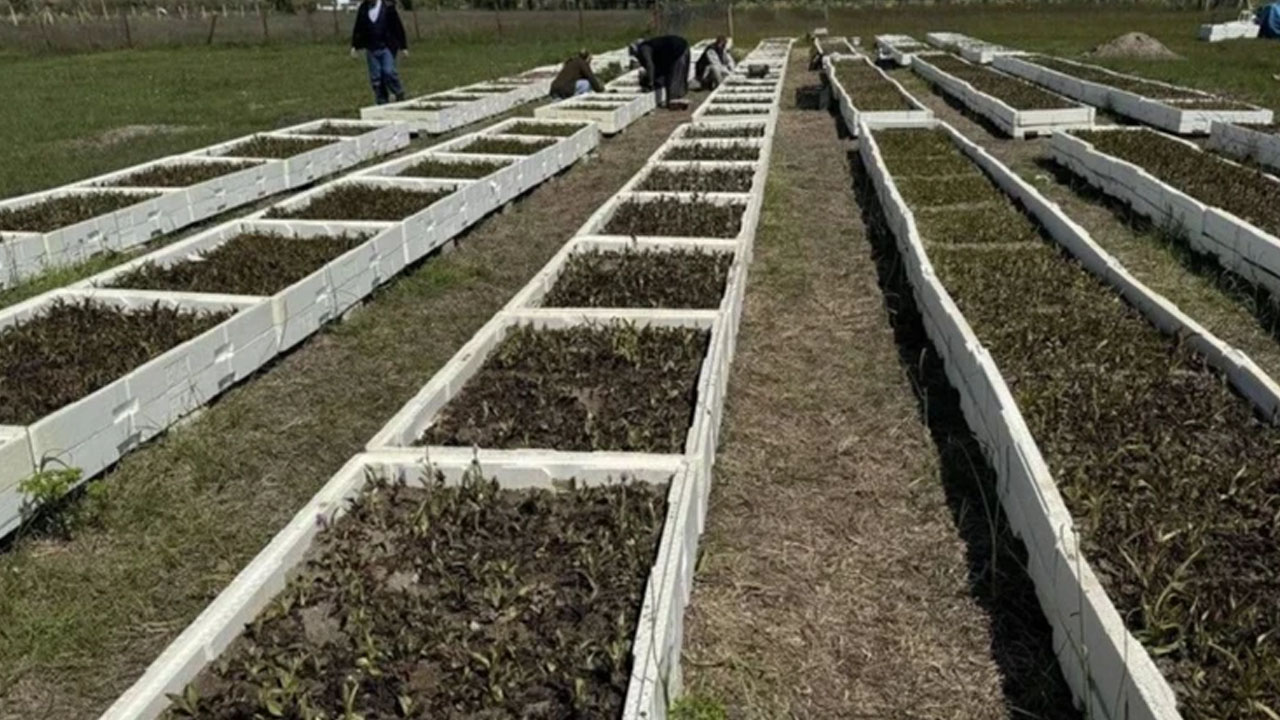 Foto - Ufak bir hata hasada zarar veriyor! İzinle yetiştiriliyor, "sarı altın" olarak biliniyor! 