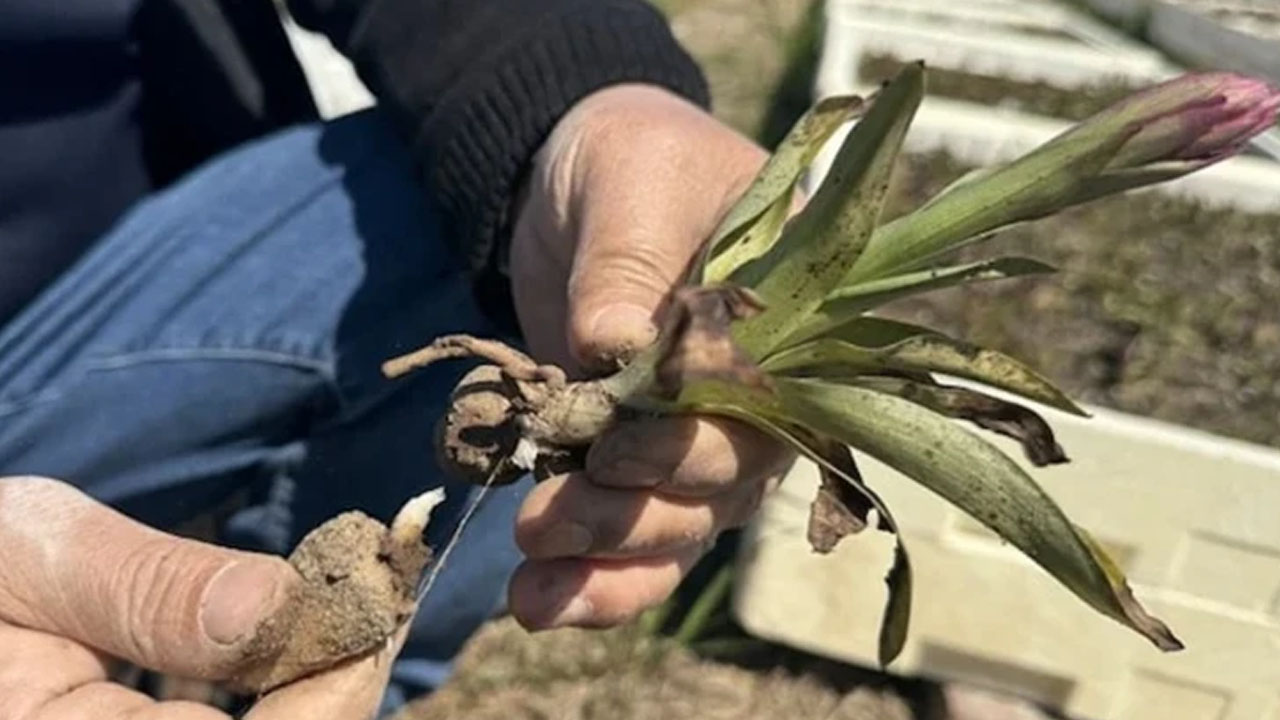 Foto - Ufak bir hata hasada zarar veriyor! İzinle yetiştiriliyor, "sarı altın" olarak biliniyor! 