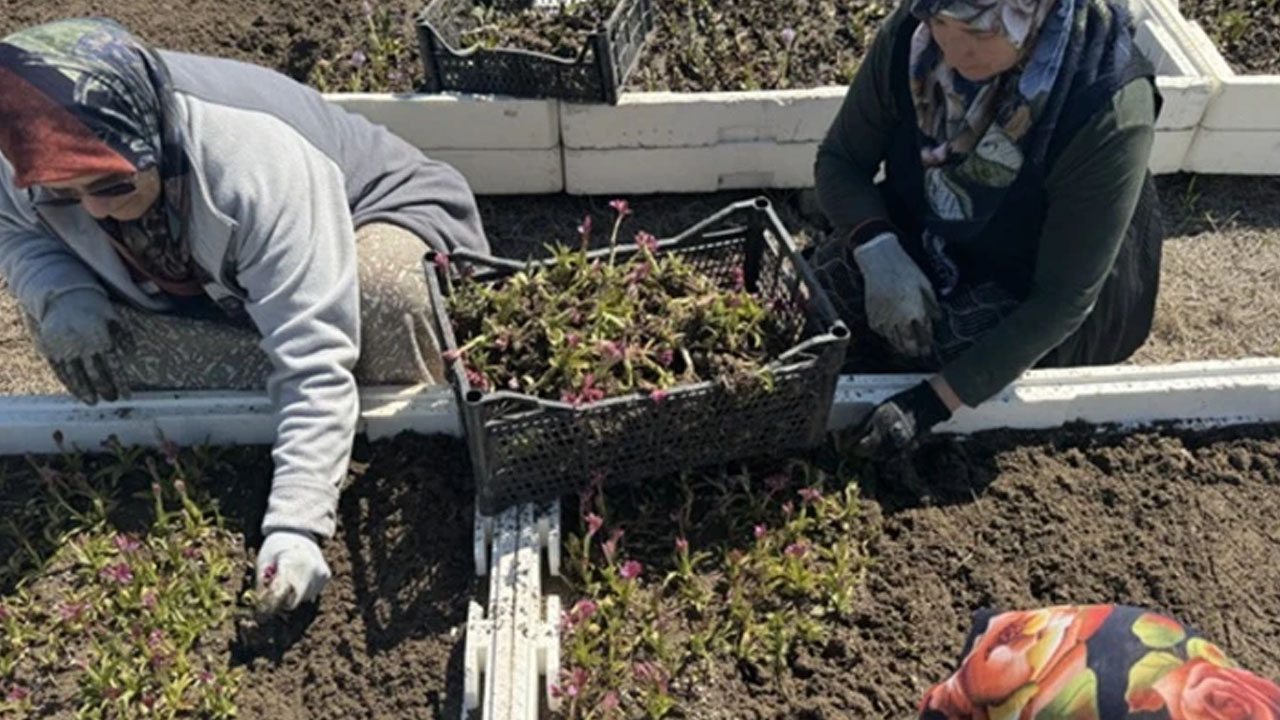 Ufak bir hata hasada zarar veriyor! İzinle yetiştiriliyor, "sarı altın" olarak biliniyor! 
