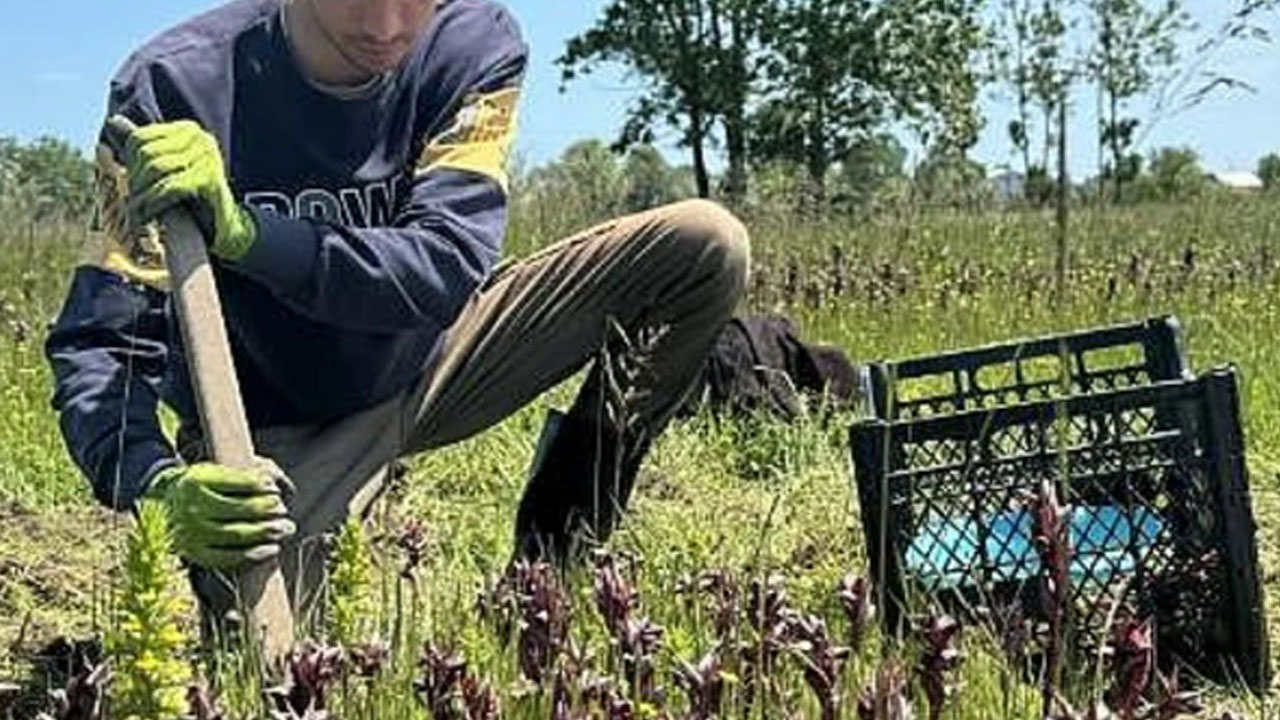 Foto - Ufak bir hata hasada zarar veriyor! İzinle yetiştiriliyor, "sarı altın" olarak biliniyor! 