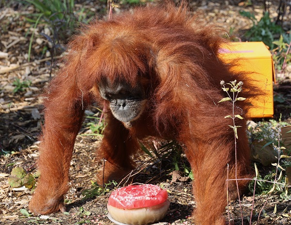 Foto - En yaşlı orangutan 56 yaşına girdi