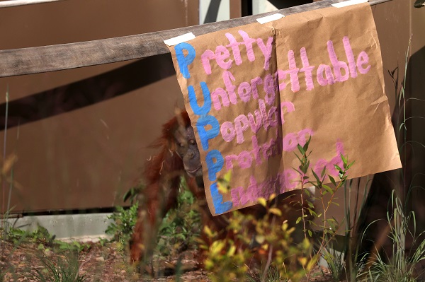 Foto - En yaşlı orangutan 56 yaşına girdi