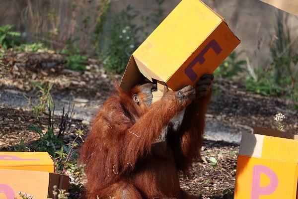 Foto - En yaşlı orangutan 56 yaşına girdi