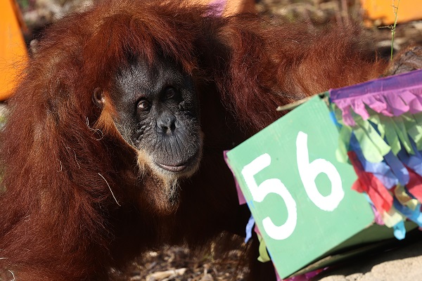 En yaşlı orangutan 56 yaşına girdi
