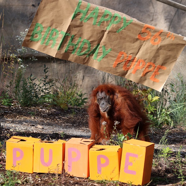 Foto - En yaşlı orangutan 56 yaşına girdi