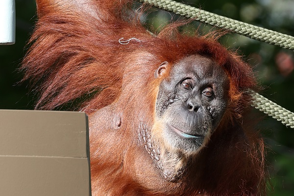Foto - En yaşlı orangutan 56 yaşına girdi