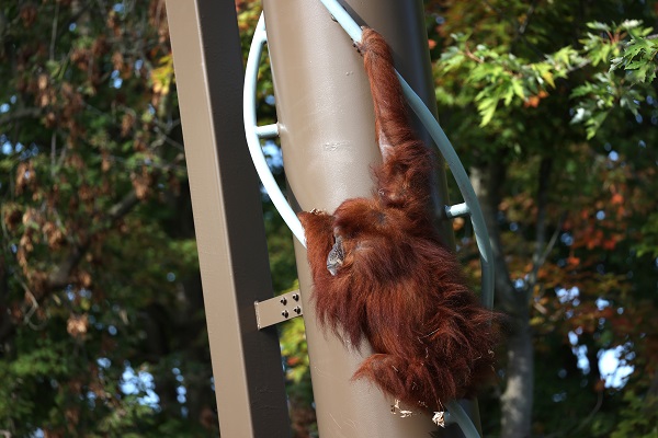 Foto - En yaşlı orangutan 56 yaşına girdi