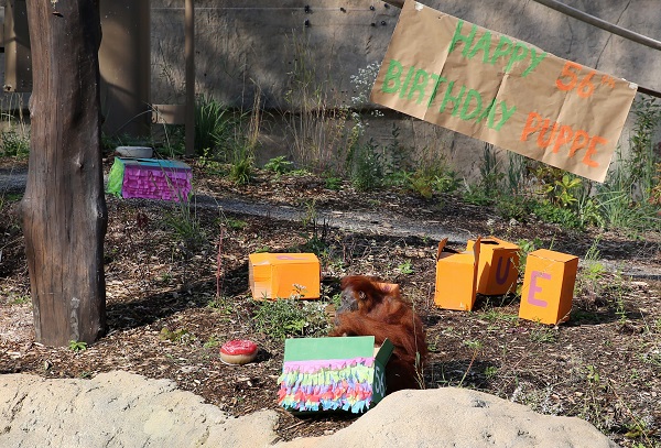 Foto - En yaşlı orangutan 56 yaşına girdi