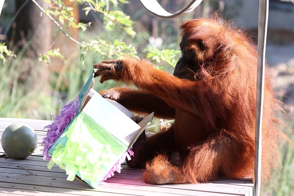 Foto - En yaşlı orangutan 56 yaşına girdi