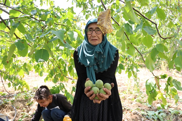 Foto - En çok yetiştiği bölgelerden birisi Türkiye’de! Köyde yetişiyor ABD ve Avrupa kapış kapış alıyor