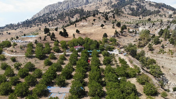 Foto - En çok yetiştiği bölgelerden birisi Türkiye’de! Köyde yetişiyor ABD ve Avrupa kapış kapış alıyor