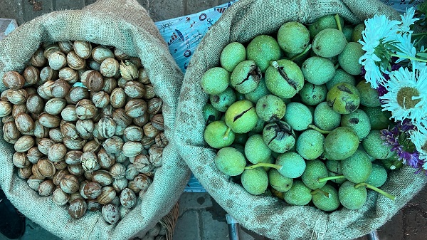 Foto - En çok yetiştiği bölgelerden birisi Türkiye’de! Köyde yetişiyor ABD ve Avrupa kapış kapış alıyor