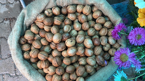 Foto - En çok yetiştiği bölgelerden birisi Türkiye’de! Köyde yetişiyor ABD ve Avrupa kapış kapış alıyor