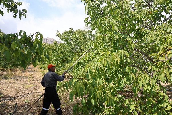 Foto - En çok yetiştiği bölgelerden birisi Türkiye’de! Köyde yetişiyor ABD ve Avrupa kapış kapış alıyor