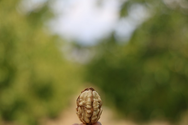 Foto - En çok yetiştiği bölgelerden birisi Türkiye’de! Köyde yetişiyor ABD ve Avrupa kapış kapış alıyor